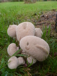 FZ009408 Mushrooms.jpg